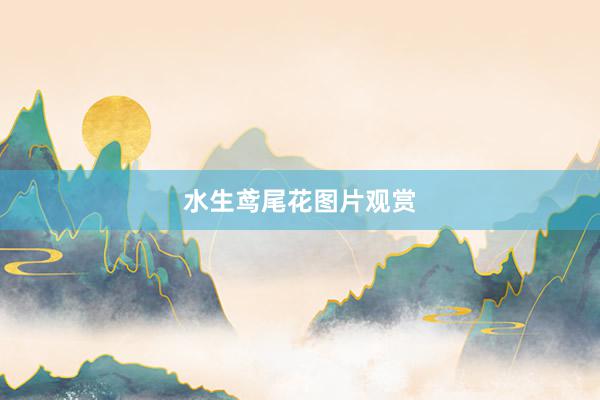 水生鸢尾花图片观赏